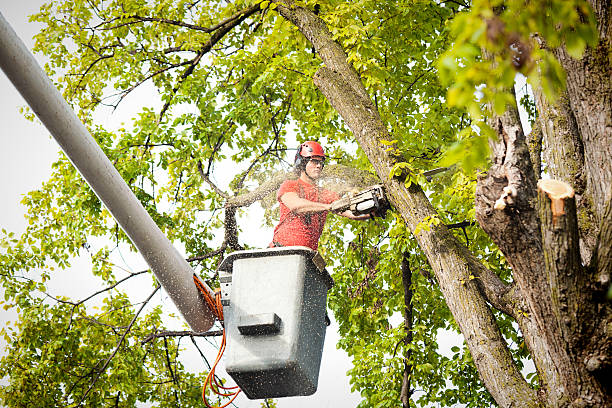 How Our Tree Care Process Works  in  Santaquin, UT